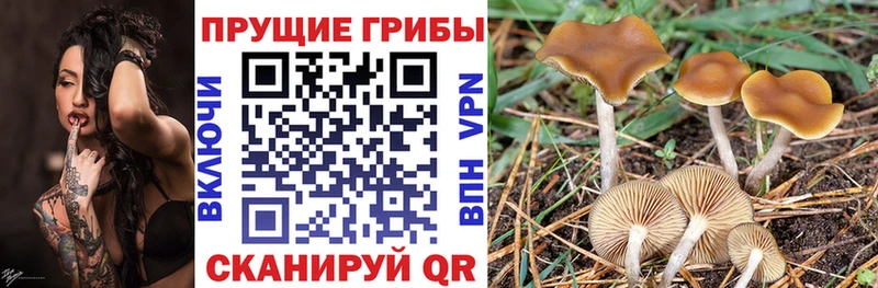 Купить закладки  Елизаветинская  Галлюциногенные грибы GOLDEN TEACHER 